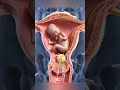 Nature’s Biological Seal: 3D Visualization of the Cervical Mucus Plug #biology #anatomy #shortsvideo