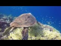 Marsa Alam - 2016 - dugongo, tartaruga, pesci pagliaccio - gopro hero 3