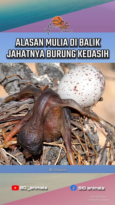 Burung Kedasih - Alasan Di Balik licikannya Induk Kedasih #animalsfact