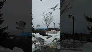 Seagulls on Food in Markham Canada | Shorts