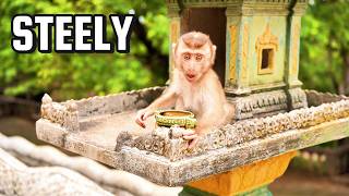 STEELY’s Fun Comeback! She Stays Close With Mama and Play Happily With Friends screenshot 1