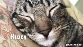 Kuzey Yıldızı- YILKUZ klip /Komik kedi köpek kavgası