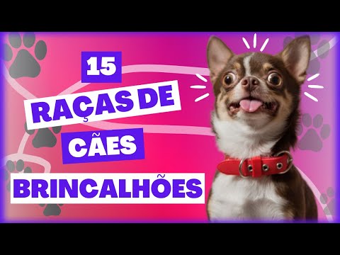 Vídeo: As 15 raças de cães mais brincalhões