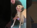 Assessing Canine Patients: Essential Skills for Animal Physiotherapy