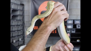 WE GOT A PET BOA CONSTRICTOR + A STUNNING FEMALE CLOWN BALL PYTHON