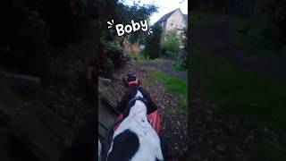 ❤️Boby loving life in the garden