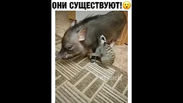 Тимон и Пумба, они существуют!(Видео №4)