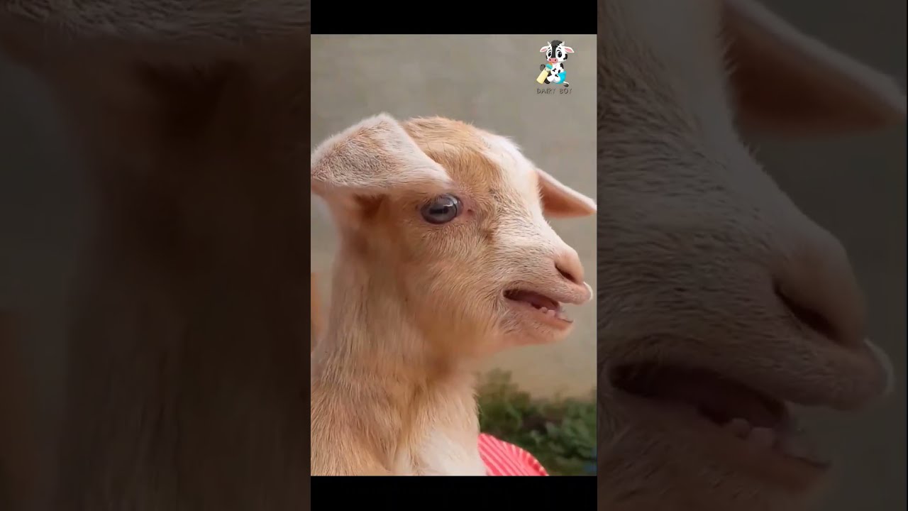 Cute Goat Kid Video Goats Kids Shorts