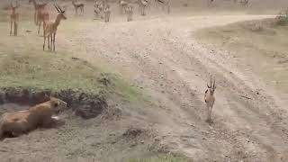 WORLD’S FASTEST ANIMALS FAIL! Grant’s Gazzele Take Down Cheetah With Horns, Lion Hunt Imapala Fail