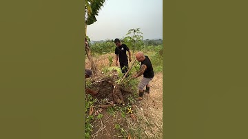 Cabut singkong di KeBoen 02