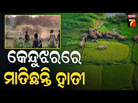 ୧୫ ଦଳରେ ଉତ୍ପାତ କରୁଛନ୍ତି ୧୫୪ ହାତୀ ! ହାତୀ ଘଉଡ଼ାଇବାକୁ ଗାଁ ଚାରିପଟେ ଲୋକ, କ'ଣ କରୁଛି ବନ ବିଭାଗ ?