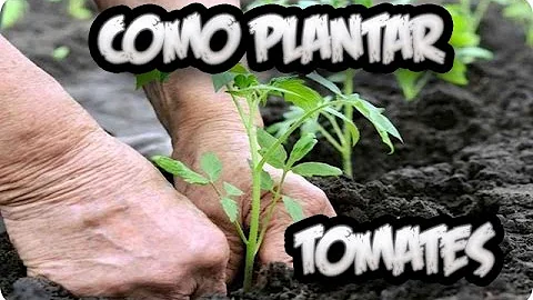 Como é feita a plantação de tomate?
