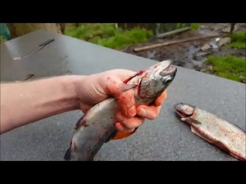 Forelle Ausnehmen Anleitung #Forellen, #Forellenausnehmen, - YouTube
