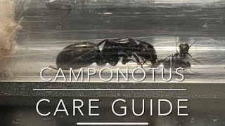 CAMPONOTUS Care Guide For Beginners