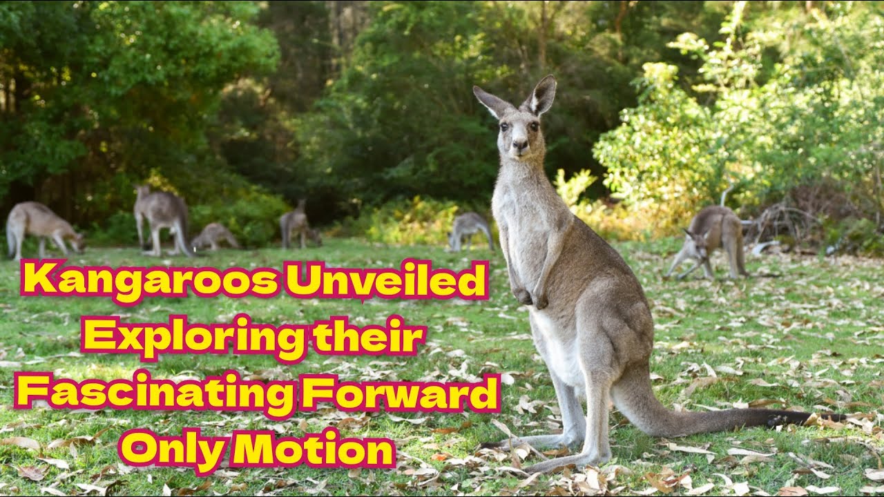 Kangaroos Unveiled: Exploring their Fascinating Forward-Only Motion ...
