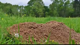 Details New Warning about Gophers Has Santa Rosa Farmer Taking Note Update