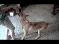 Chó kéo co ( Dog tug )