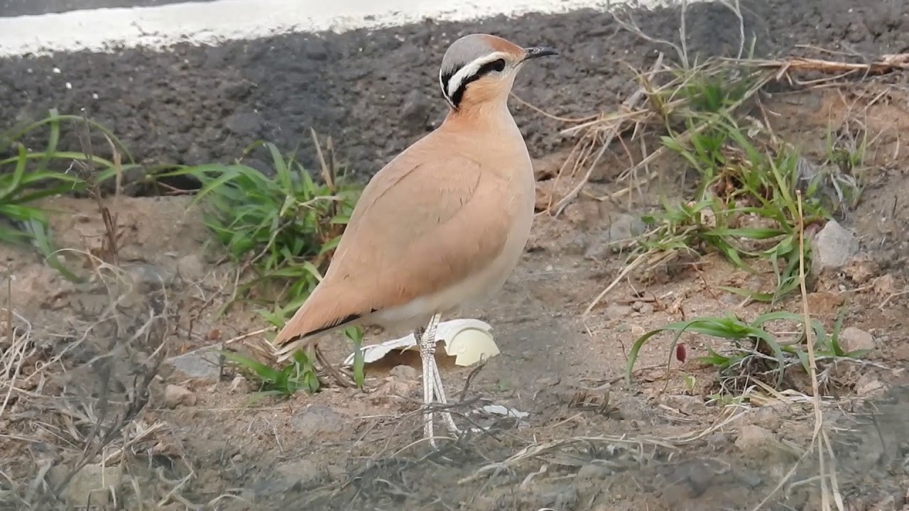 Ørkenløper - Cream-coloured Cursor (Cursorius cursor)