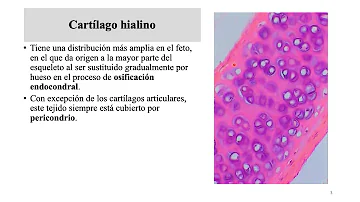 ¿Qué tipo de tejido es el cartílago hialino?