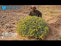 الأزهار الصفراء الجميلة لنبتة النقد البرية 14 5 1438هـ