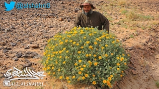 الأزهار الصفراء الجميلة لنبتة #النقد البرية 14-5-1438هـ