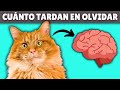 Cuánto tiempo RECUERDAN los gatos a sus dueños, los maltratos... (Memoria felina explicada)