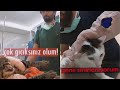 Veterinere Sinirlenen Hayvanlar #3 (DoBiDa)-Animals angry at the vet