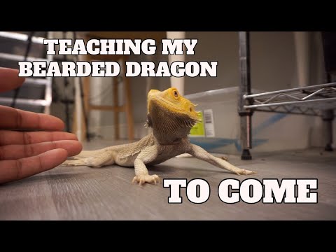 How To Train Your Bearded Dragon To Come To It&rsquo;s Name !! Test