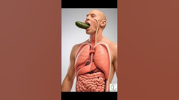 What Happens to a Cucumber After You Eat It | 3D Digestive Animation