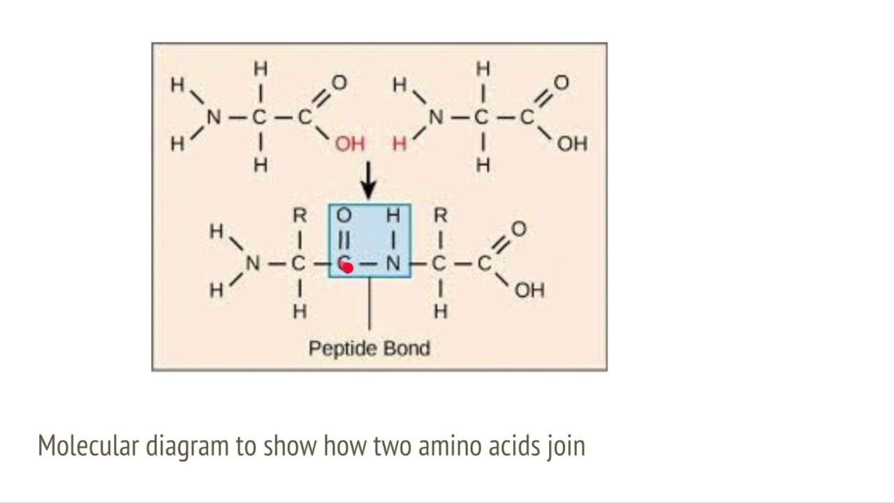 Пептидная связь является. Amino acids structure. Пептидная связь в Параположение. Пептидная связь частично одинарной и частично двойной.