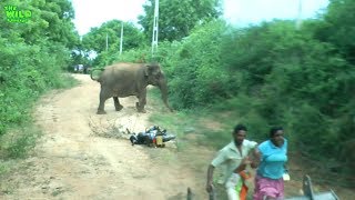 Baby elephant rescued from a deep pit. Mother stalks and chase after onlookers