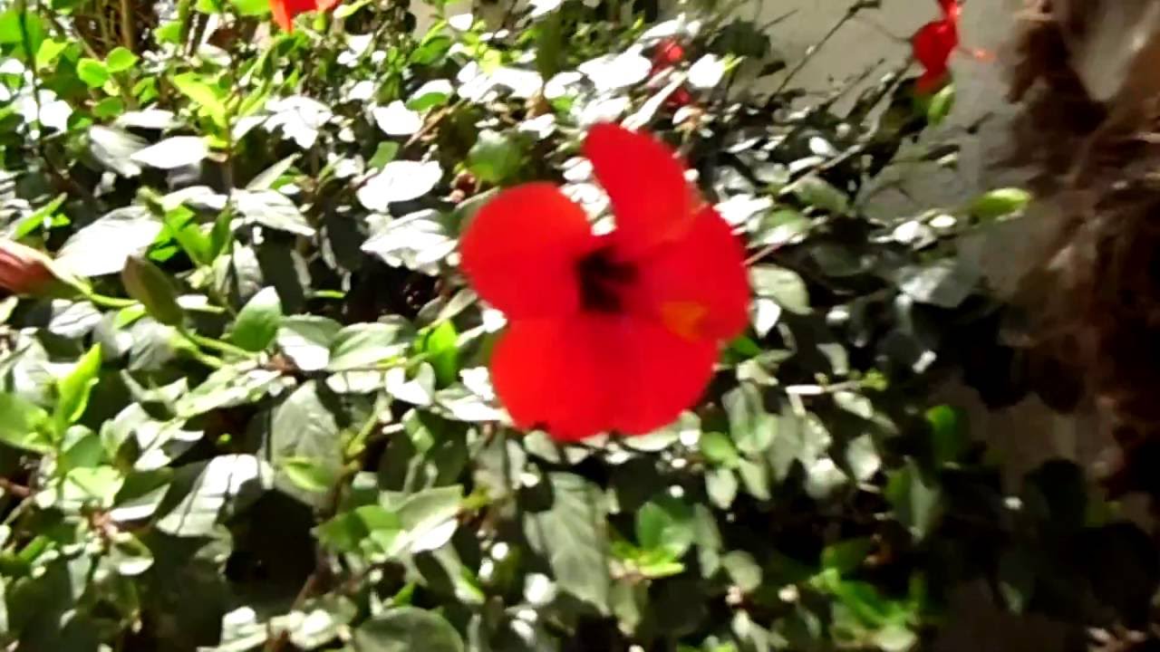 Torrevieja El Chaparral YouTube