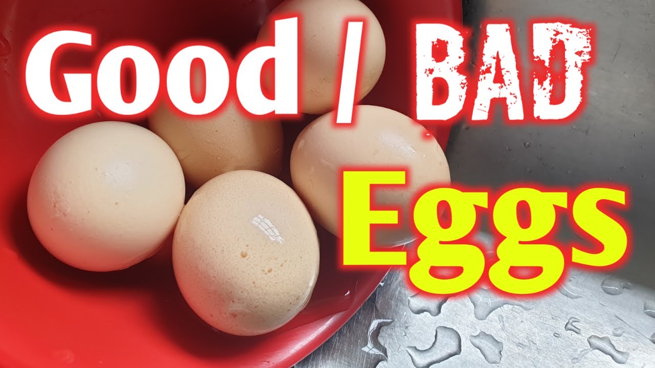 How to identify whether the eggs are good or bad | How to check if the eggs are fresh - YouTube