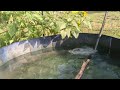 July 14, 2024 - Poultry Pond - Keep a Log to Save a Frog