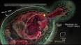 Hücre Teorisi: Biyolojinin Temeli ile ilgili video