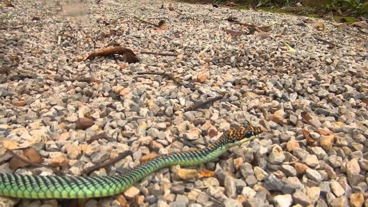 thailand snakes identification Chrysopelea paradisi - Paradise Tree Snake - One of prettiest Thailand Snakes