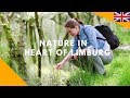 Nature in the heart of limburg  vvv middenlimburg