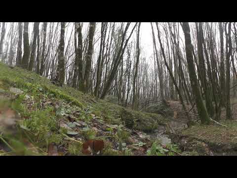 Видео: Khosta yew -boxwood төглийн тодорхойлолт ба гэрэл зураг - Орос - Өмнөд: Хоста