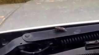 The Fearless Fly