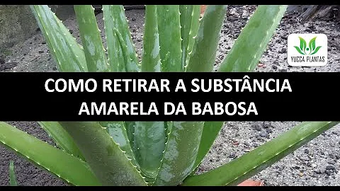 Como tirar o amarelo da babosa?