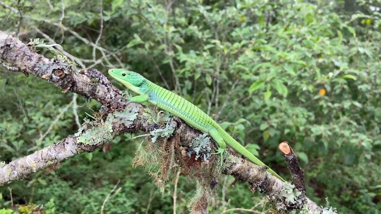 Green Arboreal Alligator Lizard (Abronia graminea) climbing