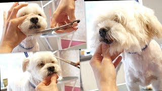 PetGroooming  Havanese Head Grooming #74