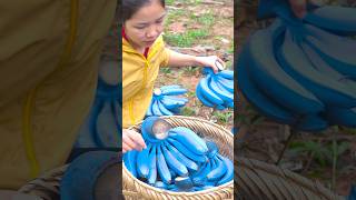 Harvesting Bananas For Sale In The Market Preserving The Fruit - Han Harvesting