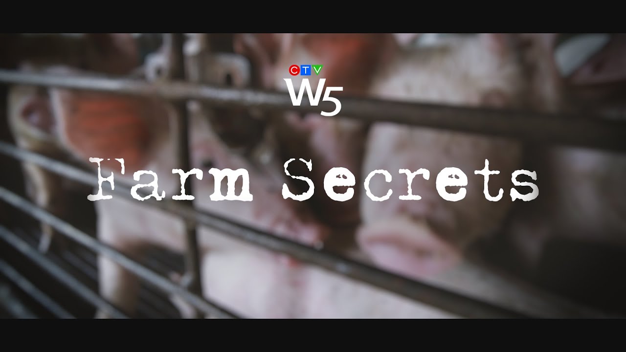 W5: Alleged animal abuse at an Ontario pig farm