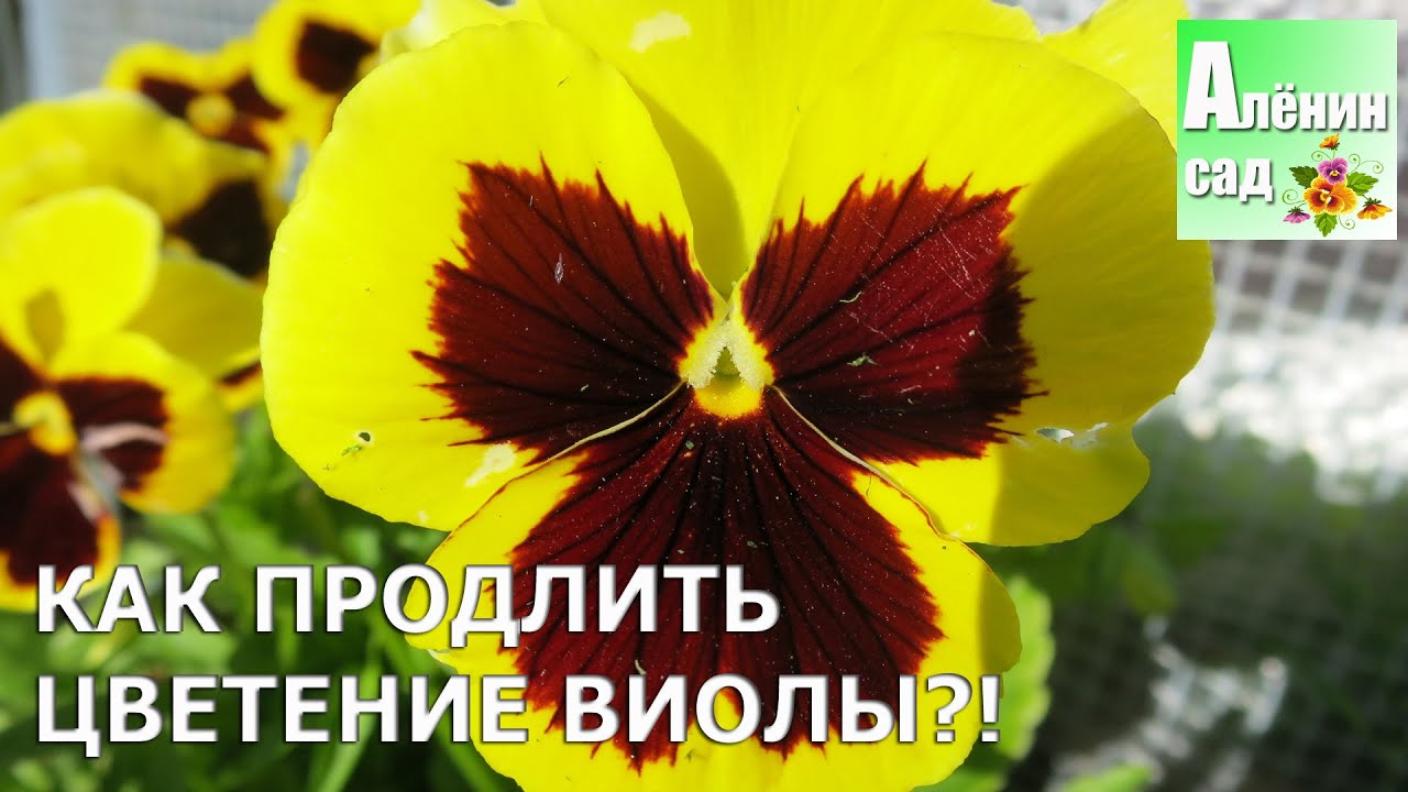 Как продлить цветение виолы?!!