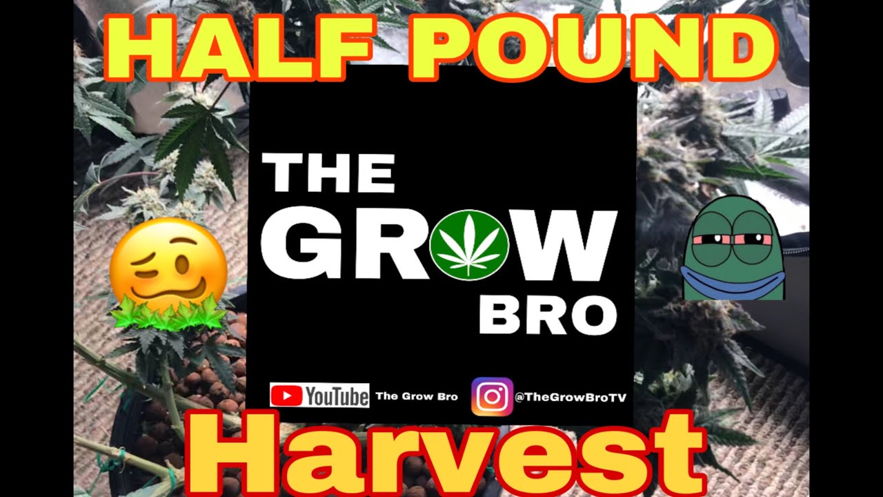 The Grow Bro | Harvesting HALF A POUND OF CANNABIS | 2x4 Vivosun Grow Tent | Gorilla Glue #4 🦍