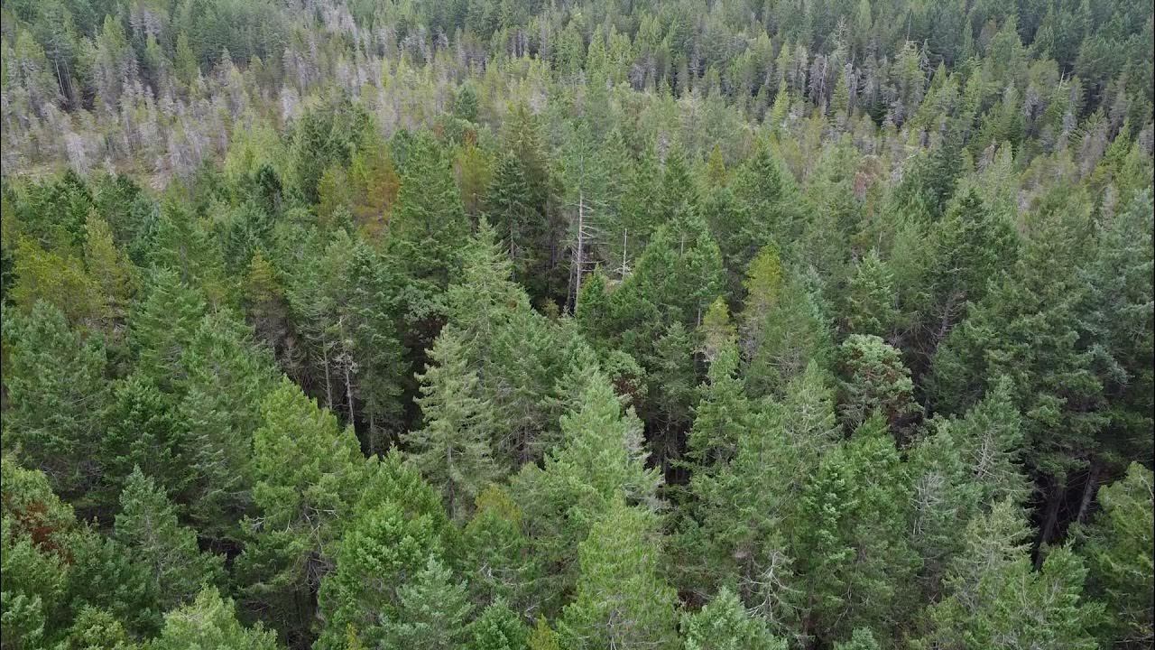 New Drone footage of Safe Island Land Alliance Property Lasqueti Island