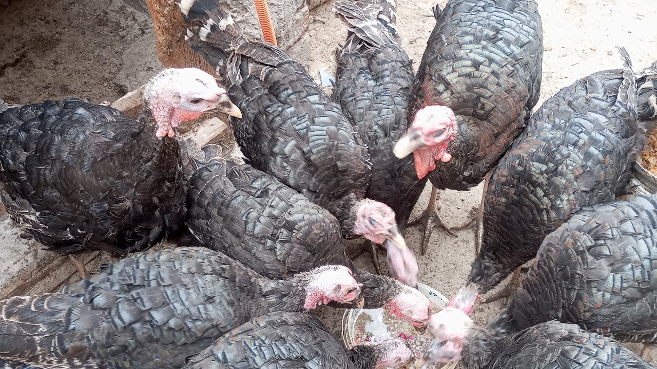 روتين عند الحمام  والرومي واقوي خلطه ال هتخلي طيورك ذي العجول 