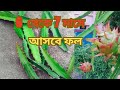 7 থেকে 8 মাসে ফল আসবে কিভাবে।দেখুন এই ভিডিও টি।কোন কাটিং লাগাবেন।।