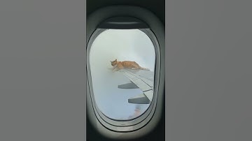 Cat on a Plane Wing?! 😂✈️ | Funniest Sky Adventure